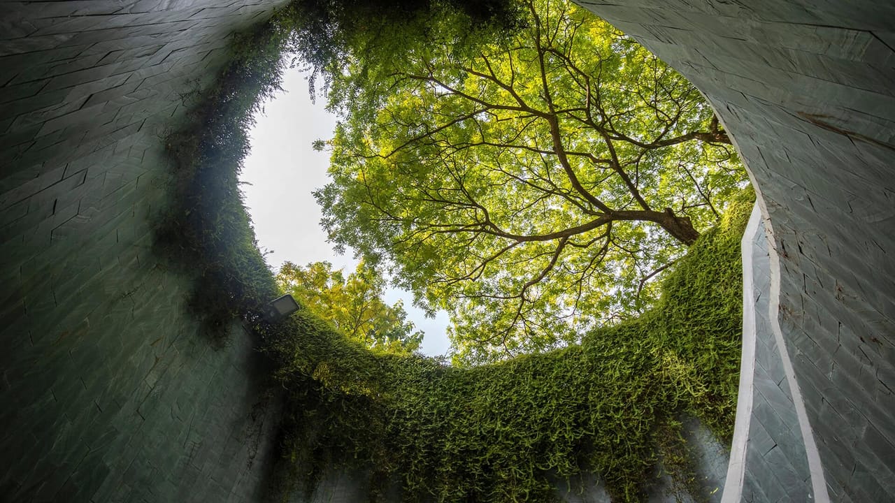 Vines and tree viewed from sunken path