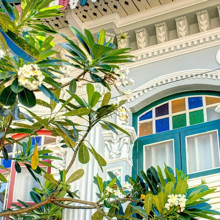 Colourful heritage building facade with blooming frangipani