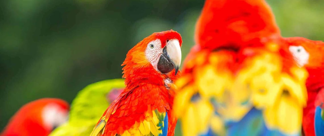 repeated content ctas