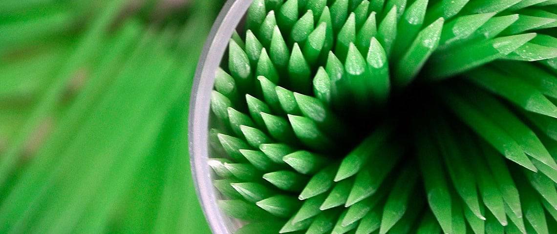 Closeup sot of succulent plant 1140 x 480 pixels