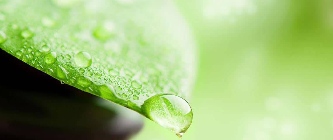 Dew drop forming on green leaf 1140 x 480 pixels