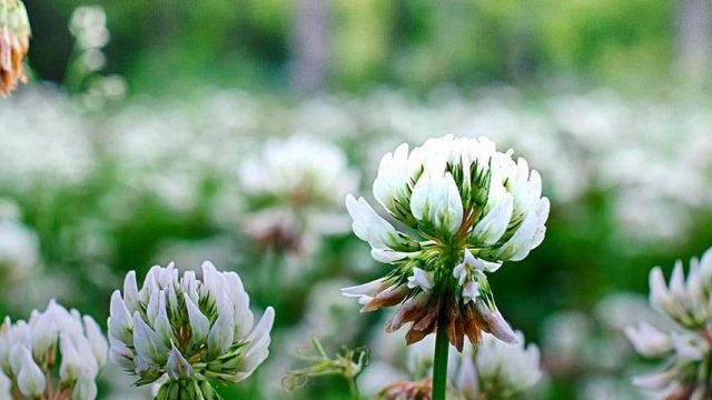 disable wordpress comments illustrated with an image of clover