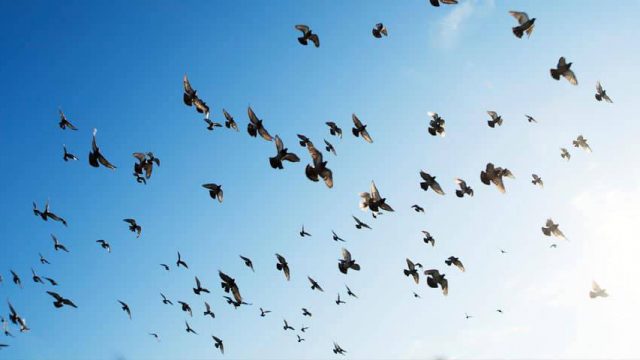 A flock of birds most likely pigeons flying in the blue sky