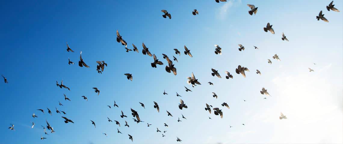 A flock of birds most likely pigeons flying in the blue sky