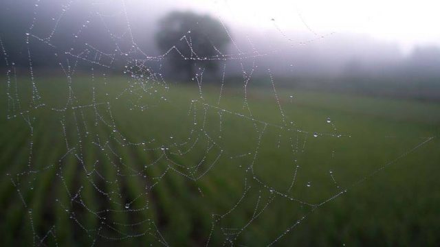 A spiderweb to Stop Search Engines From Crawling Your WordPress Site