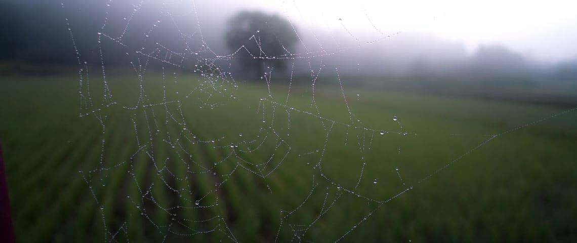 A spiderweb to Stop Search Engines From Crawling Your WordPress Site