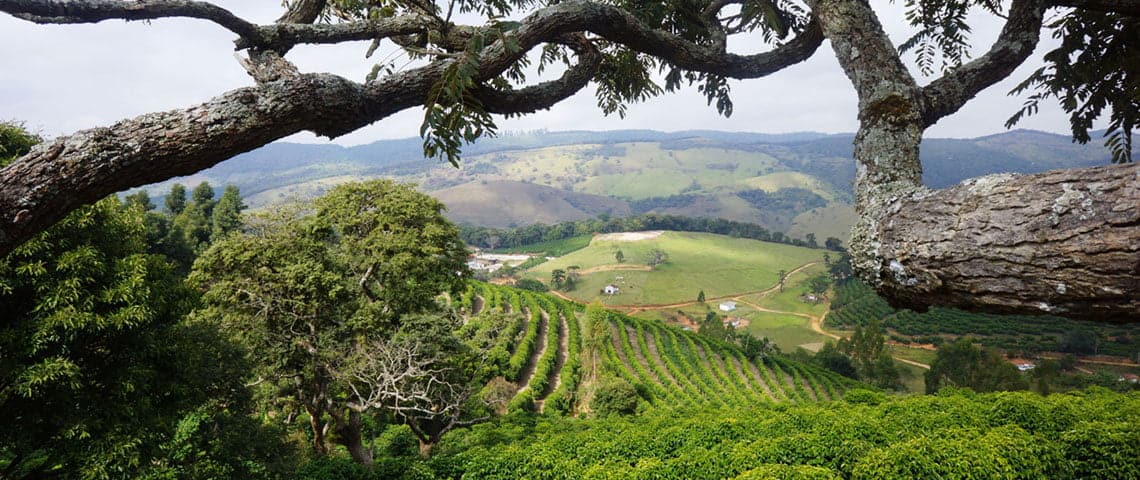 Coffee plantation in the rural town of Carmo de Minas Brazil