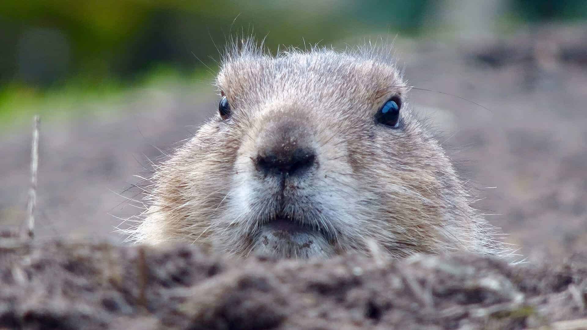 Why We Use Beaver Builder Why We Use Beaver Builder